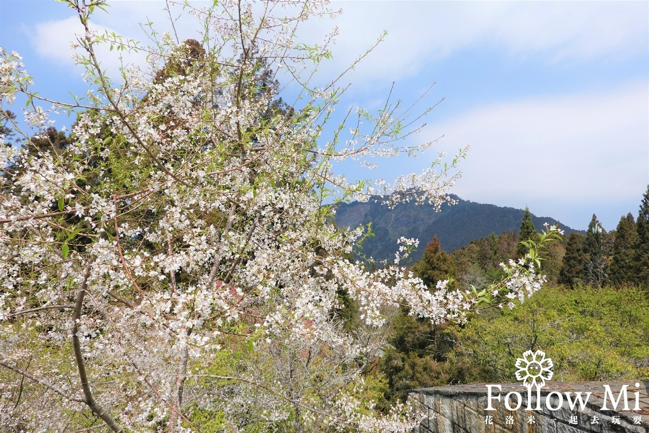 嘉義景點,阿里山,阿里山櫻花季