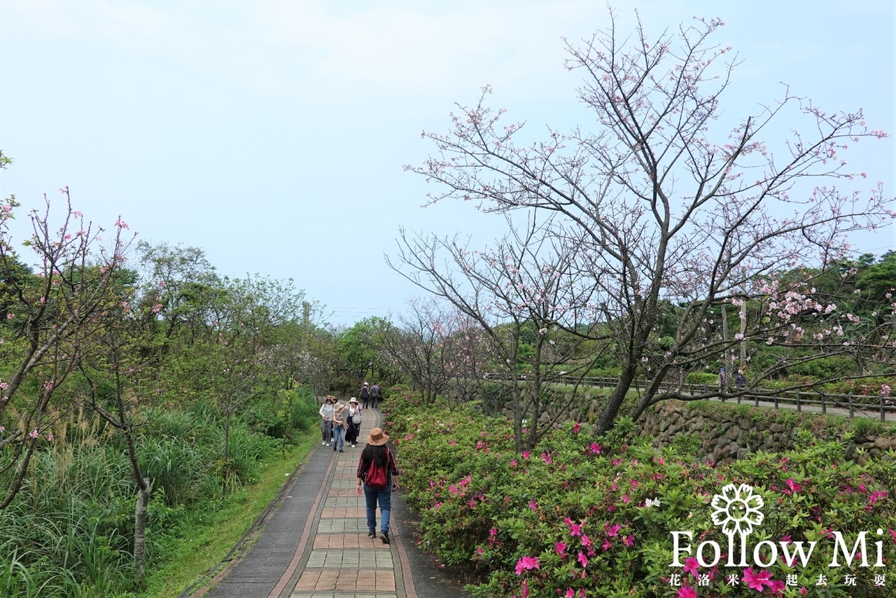 三生步道,三生步道櫻花,三芝區,新北景點