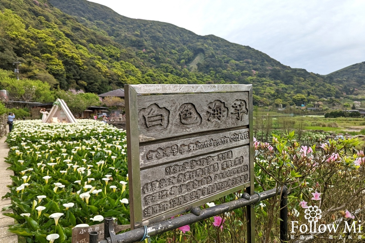 台北景點,名陽圃休閒農莊,海芋,陽明山