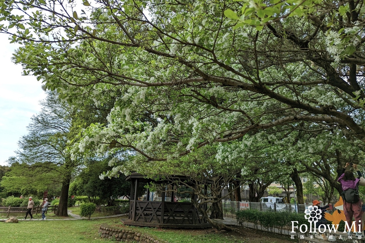 大湖紀念公園,桃園景點,紫藤花,龜山區