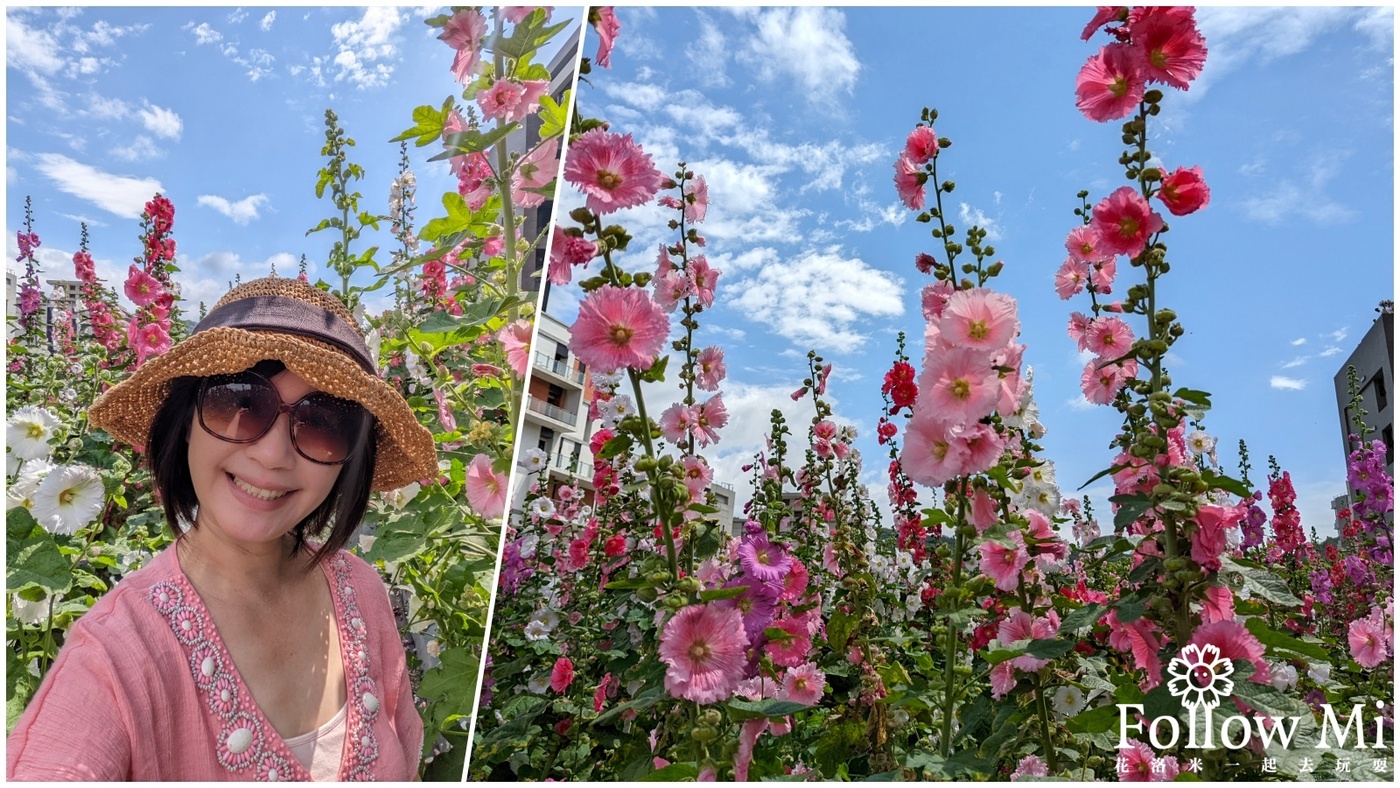 奇岩蜀葵花海台北奇岩站北投區奇岩二號公園旁00株蜀葵花免費參觀 花洛米一起去玩耍